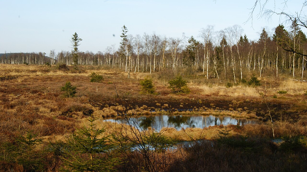 Blick in das Hochmoor Mecklenbruch
